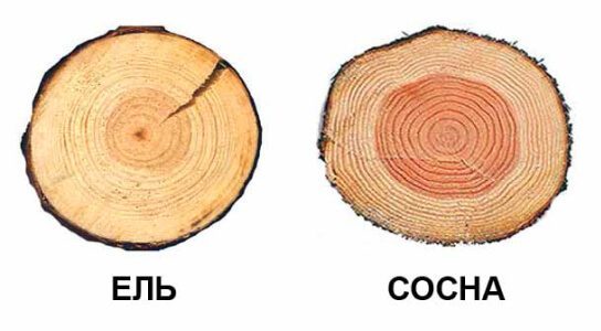 что дешевле: ель или сосна
